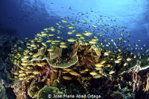 Life explosion on the reef by Jose Maria Abad Ortega 